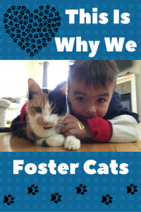 This is Why We Foster Cats ~ Meow Foundation, Calgary